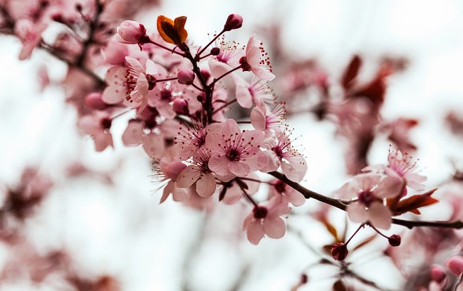Read more about the article Seputih Salju dan Seharum Bunga Sakura, Apakah itu? Yuk Cek Jawaban TTS Teka Teki Romantis Disini